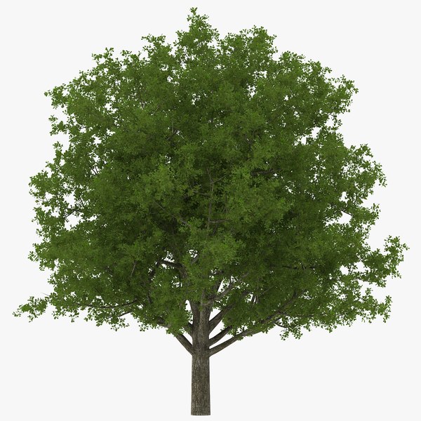 whiteoaktreesummer3dmodel00.jpg