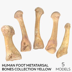 Human Foot Metatarsal Bones Collection Yellow - 5 models