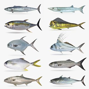 Game Fish Collection