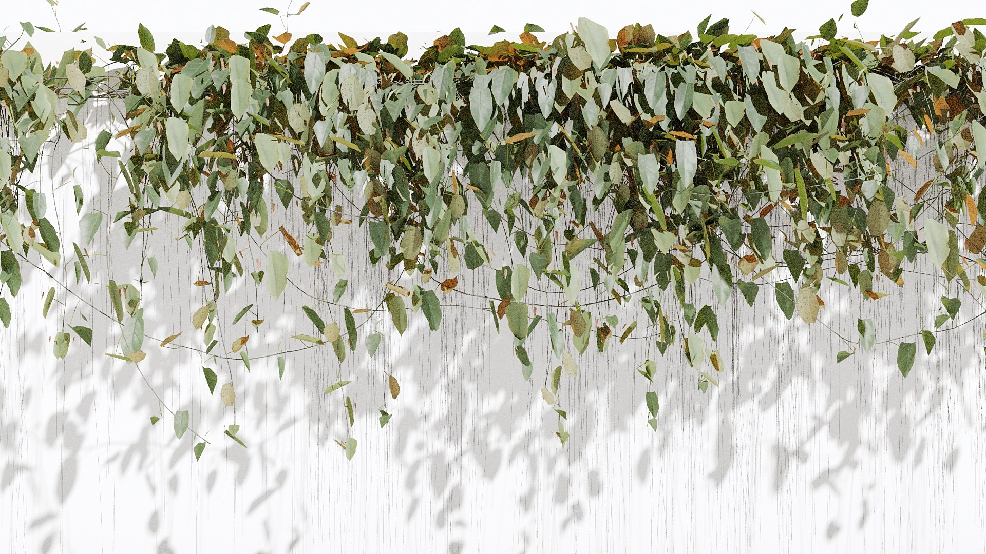 Ivy Plant 3D model https://p.turbosquid.com/ts-thumb/Io/40qWVe/Bk/z04/jpg/1714245833/1920x1080/fit_q87/d138a61b0ba6a84ee04379d7d406f72d84ea8b7b/z04.jpg