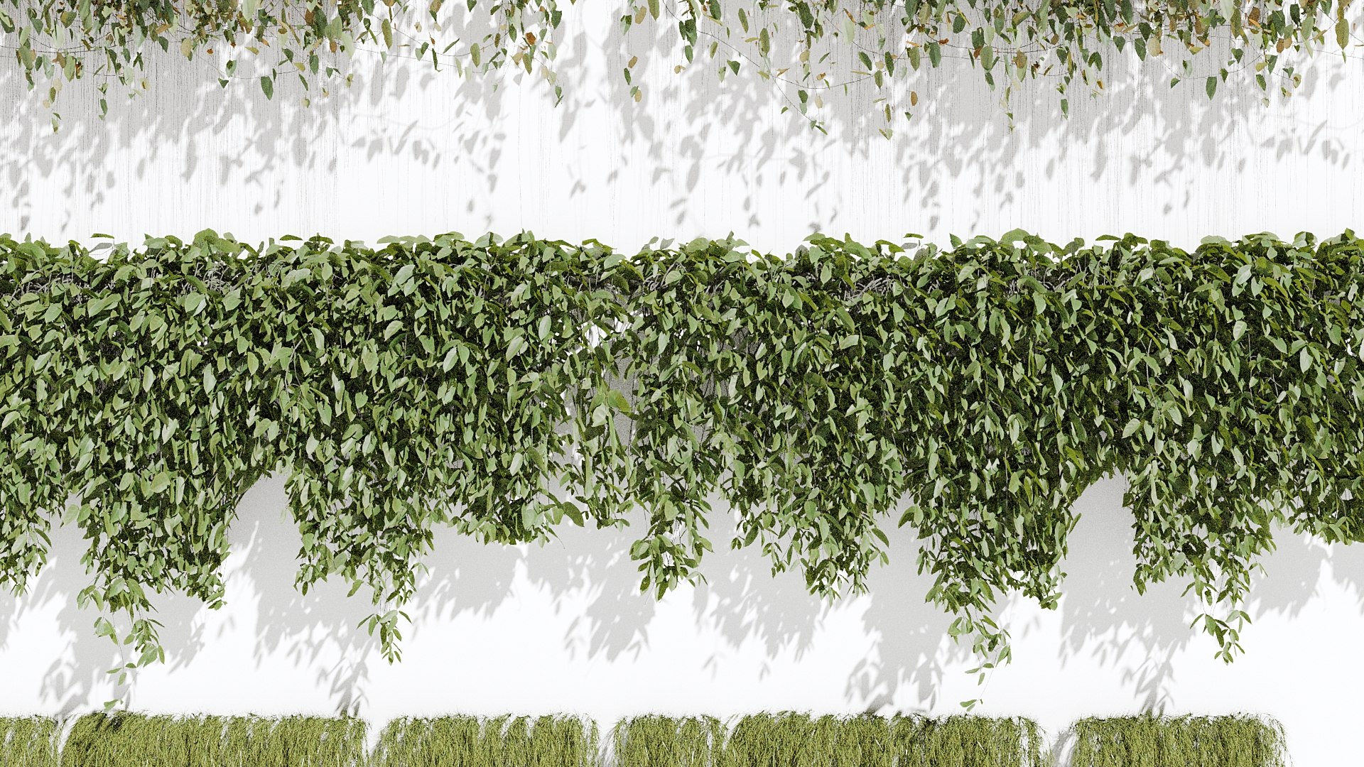 Ivy Plant 3D model https://p.turbosquid.com/ts-thumb/Io/40qWVe/p9/z03/jpg/1714245830/1920x1080/fit_q87/fddd2833fb7e33481283a40534702abc080e05f7/z03.jpg