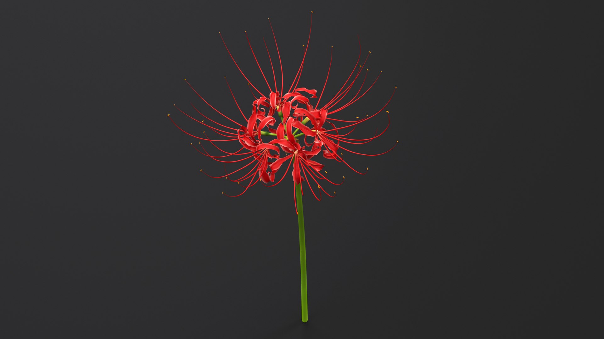 Spider Lily Flower 3D Model - TurboSquid 2045912