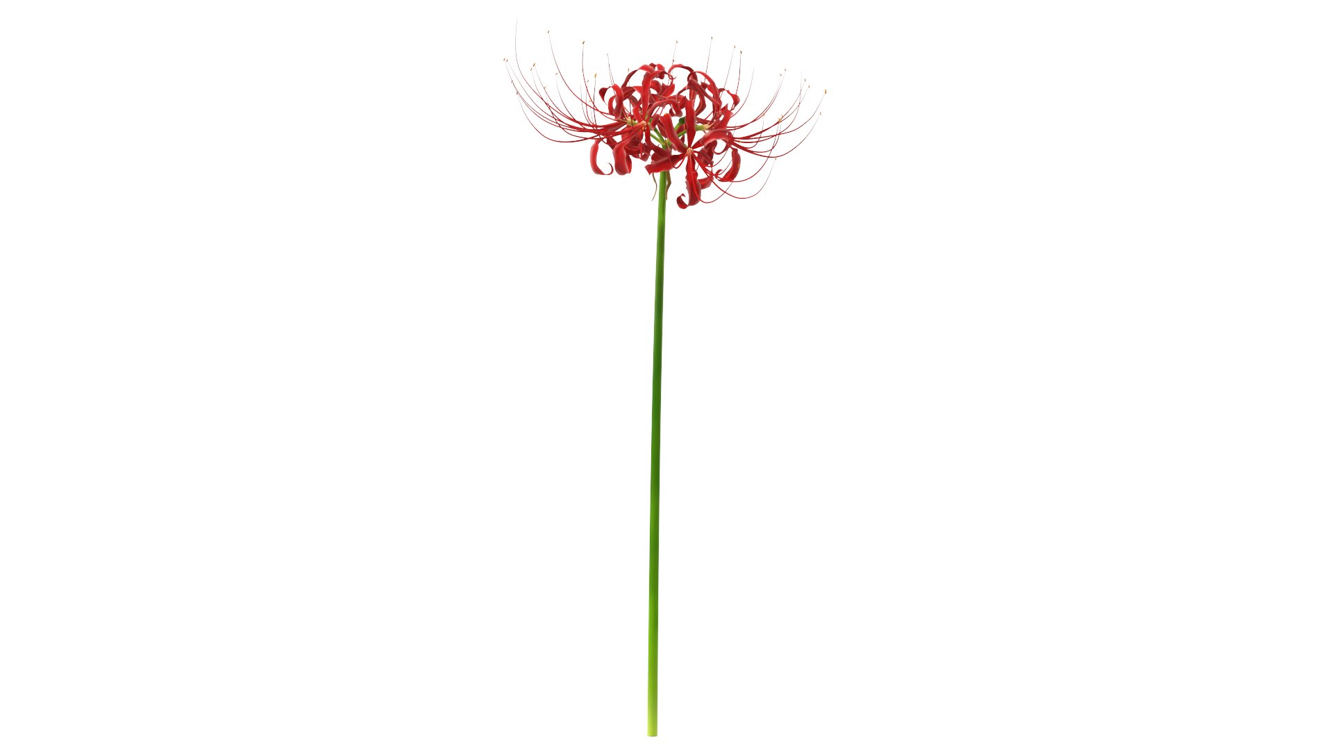 Spider Lily Flower 3D model preview