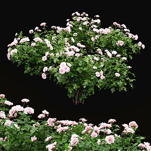 rose bushes 3D model