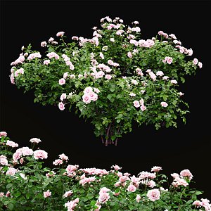 Rose bush 05