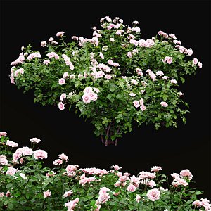 Rose bush 05