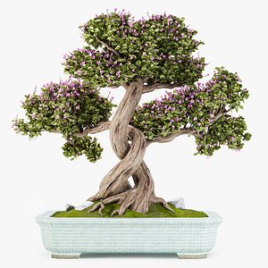 3D Bonsi Beauty 08