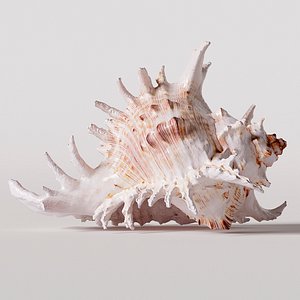 3D seashell corona