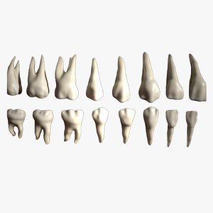 teeth pack 3D model