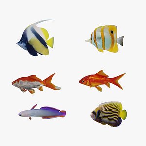 Fish Collection