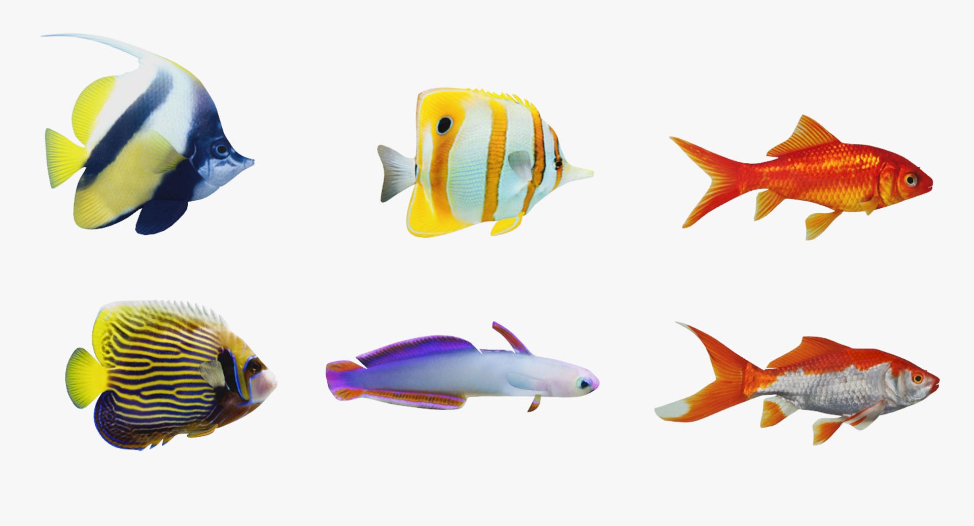 fish marine tropical 3d model https://p.turbosquid.com/ts-thumb/Ip/0PUheP/GqIzE9FW/04/jpg/1486639461/1920x1080/fit_q87/26395ec9c33cdcdf5d25e496d6c0a0925e833ef9/04.jpg