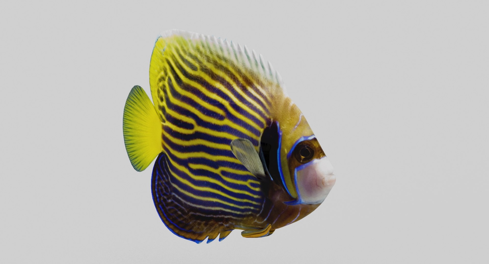 fish marine tropical 3d model https://p.turbosquid.com/ts-thumb/Ip/0PUheP/JKecM4jK/8/jpg/1486640921/1920x1080/fit_q87/b9d062907a032cf41fa4468f3107ec3df83f5818/8.jpg