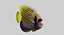 Fish Collection