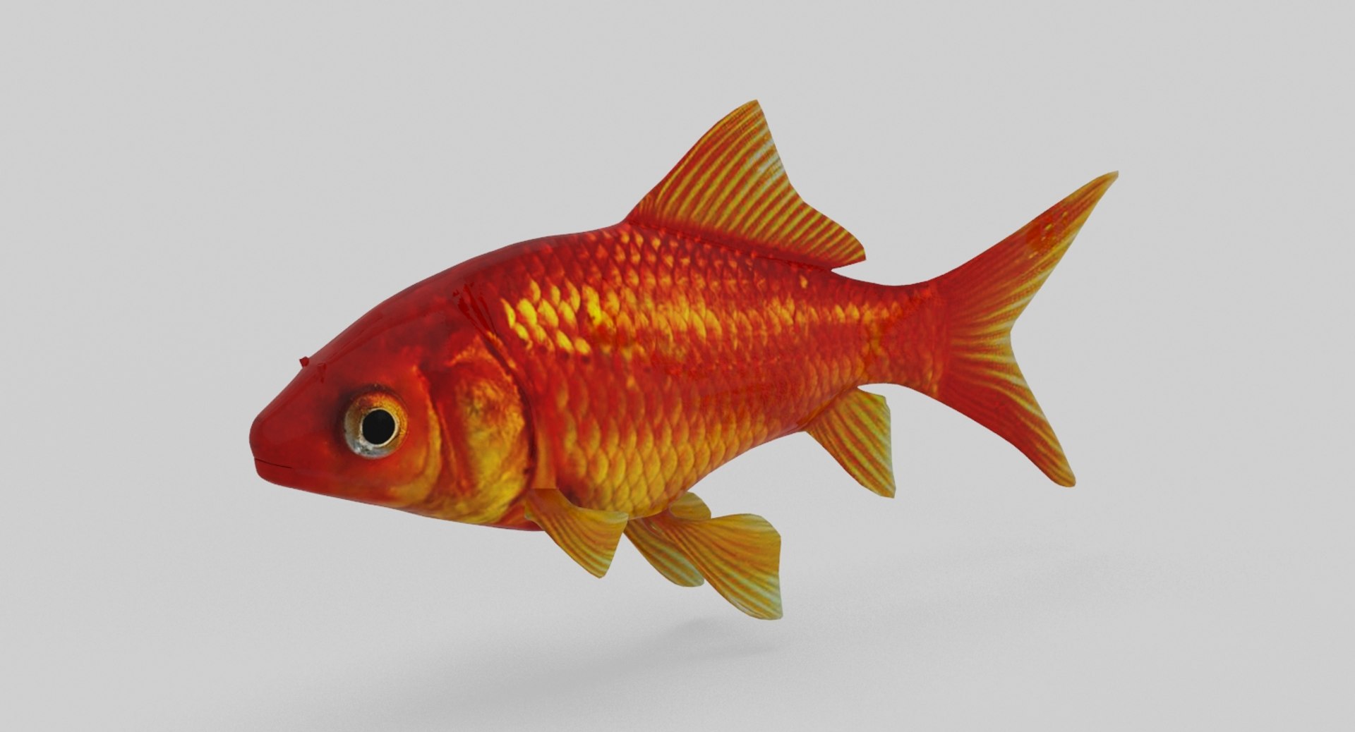 fish marine tropical 3d model https://p.turbosquid.com/ts-thumb/Ip/0PUheP/RDxbz8qn/9/jpg/1486641300/1920x1080/fit_q87/efa73ceb2a0b6f0ca7e2d30e2d883091e2c42d8c/9.jpg