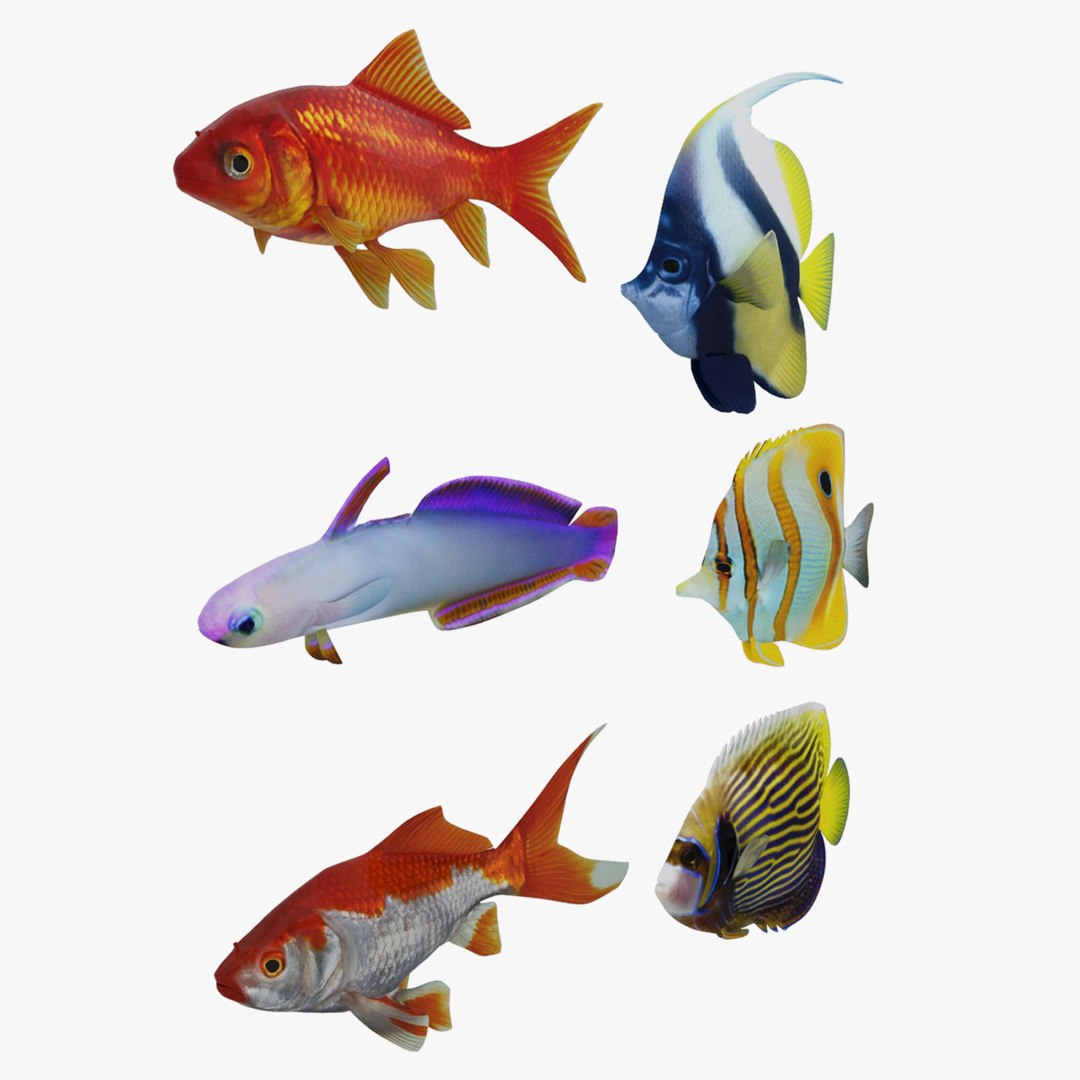 fish marine tropical 3d model https://p.turbosquid.com/ts-thumb/Ip/0PUheP/RW4Z8bHz/02/jpg/1486639461/1920x1080/fit_q87/a126933478a7830903e7a6a88e1c3495265412a2/02.jpg