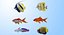 Fish Collection