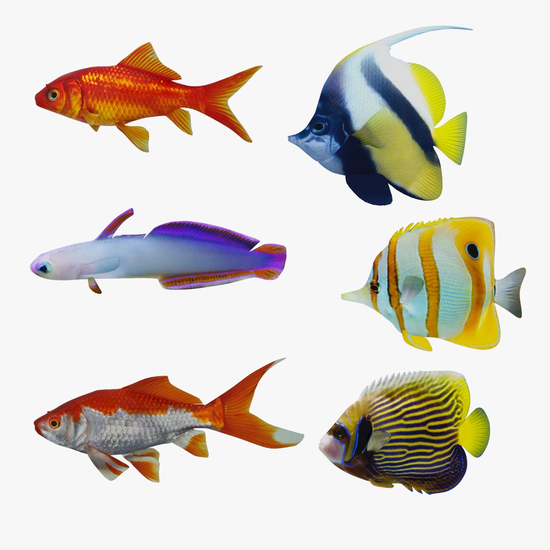 fish marine tropical 3d model https://p.turbosquid.com/ts-thumb/Ip/0PUheP/lAxjDZCu/001/jpg/1486639450/1920x1080/fit_q87/353d848669f897c6a4434b1e4ab6b2b2da434aa2/001.jpg