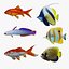 Fish Collection