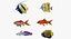 Fish Collection