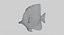 Fish Collection
