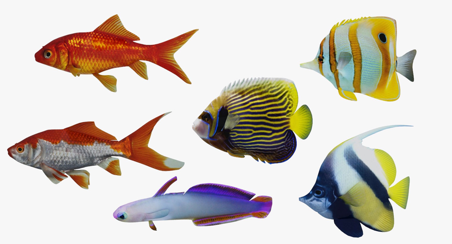 fish marine tropical 3d model https://p.turbosquid.com/ts-thumb/Ip/0PUheP/wU367jPY/03/jpg/1486639461/1920x1080/fit_q87/e875d378431aca23ffffac9ec24fe18c1c0befab/03.jpg
