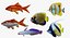 Fish Collection