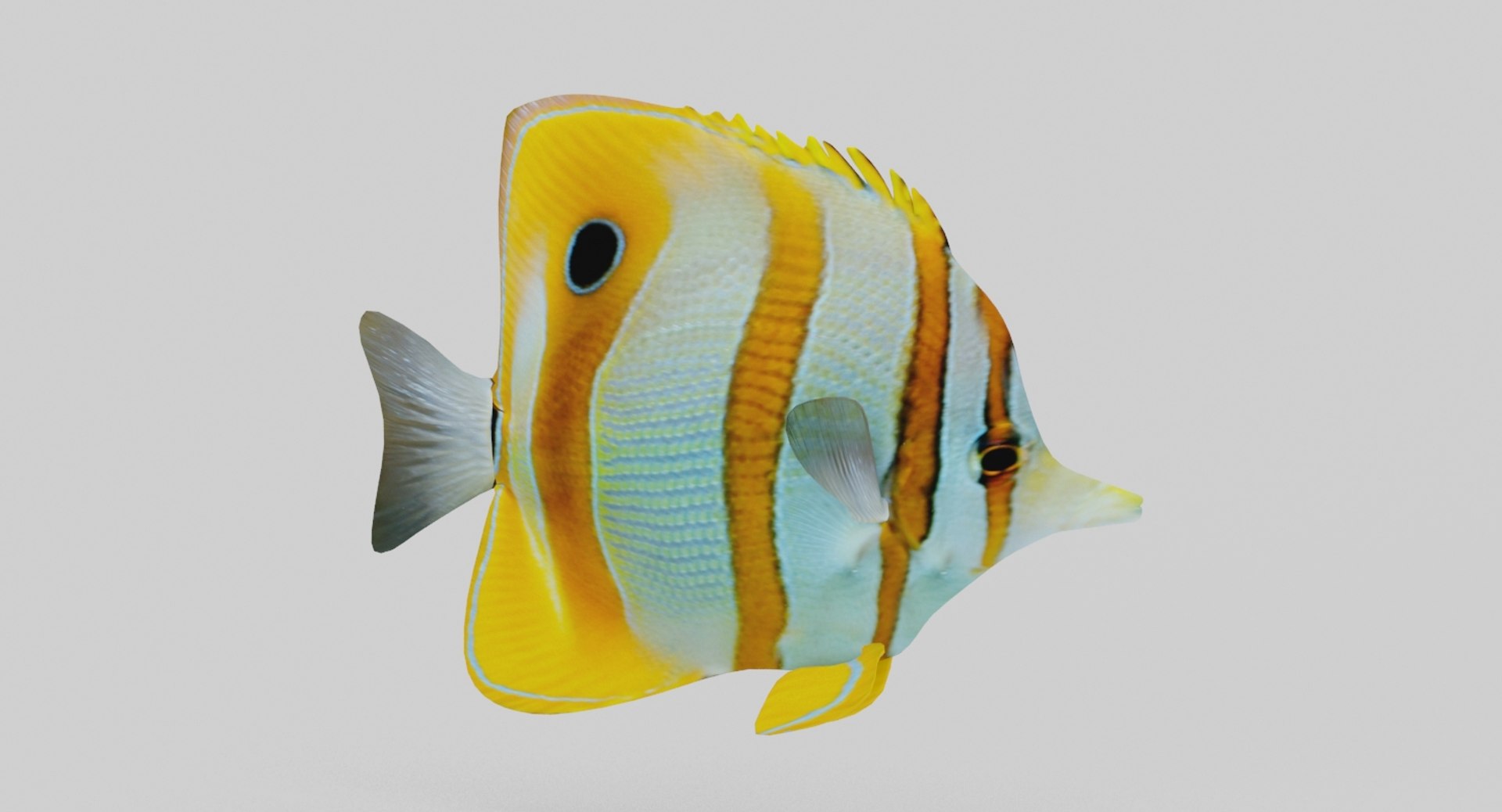 fish marine tropical 3d model https://p.turbosquid.com/ts-thumb/Ip/0PUheP/xFnevO7P/3/jpg/1486640920/1920x1080/fit_q87/bed9d3ad38202dad3a28a863262a691a803f1023/3.jpg