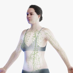 3D model Human Female Body and Lymphatic Systems