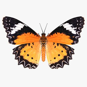 realistic cethosia penthesilea butterfly 3D model