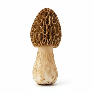 3D Morel mushroom