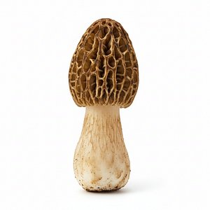 Morel mushroom