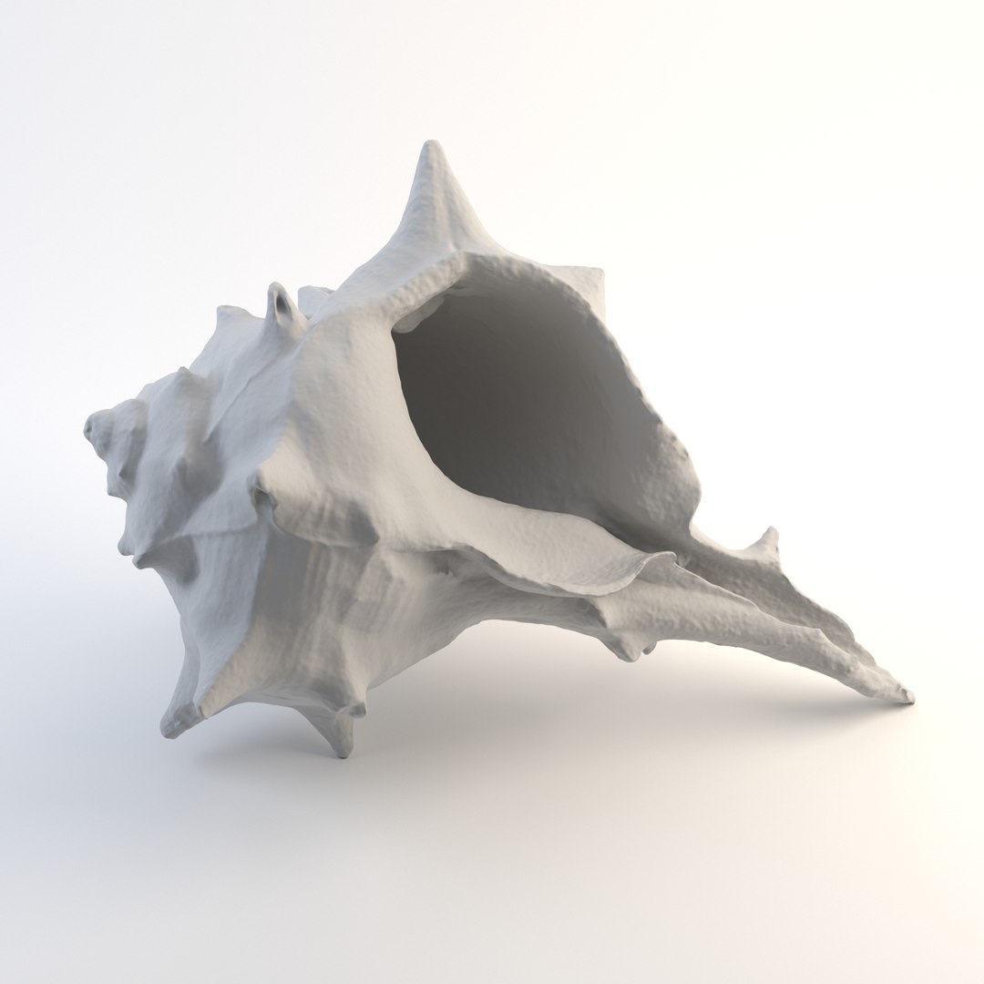 3D sea shell model - TurboSquid 1543020