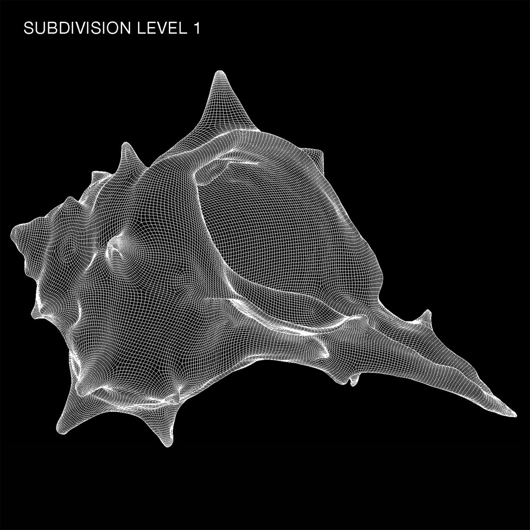 3D sea shell model - TurboSquid 1543020
