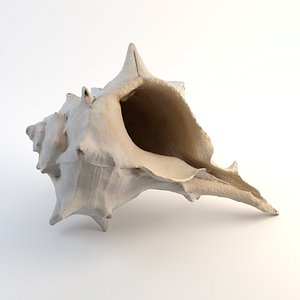 Spiky Sea Shell