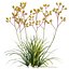 Anigozanthos flavidus - Kangaroo Paw 01 - GrowFX 3D model