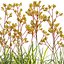 Anigozanthos flavidus - Kangaroo Paw 01 - GrowFX 3D model