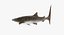 3D rigged sharks 7 model