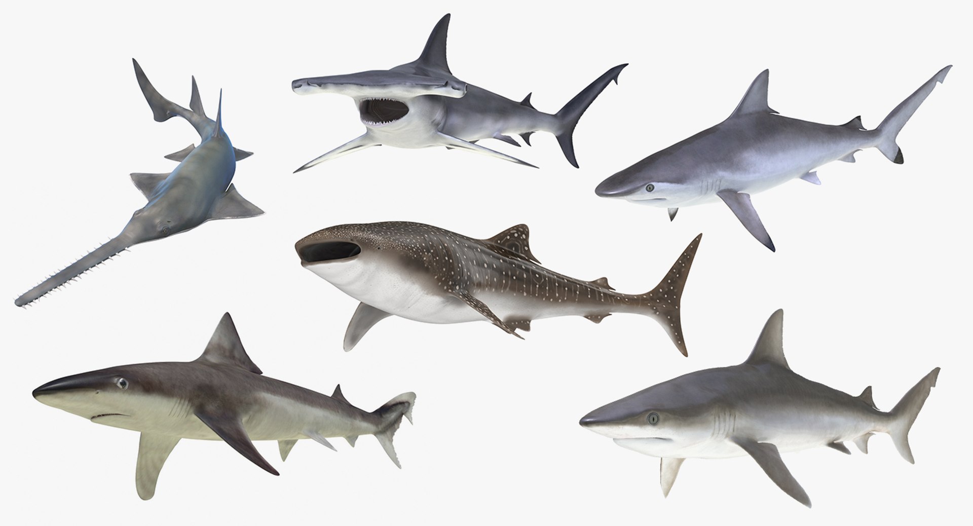 Rigged Sharks Collection 7 for Maya 3D model preview
