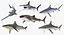 3D rigged sharks 7 model