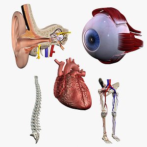 Anatomy Set V3