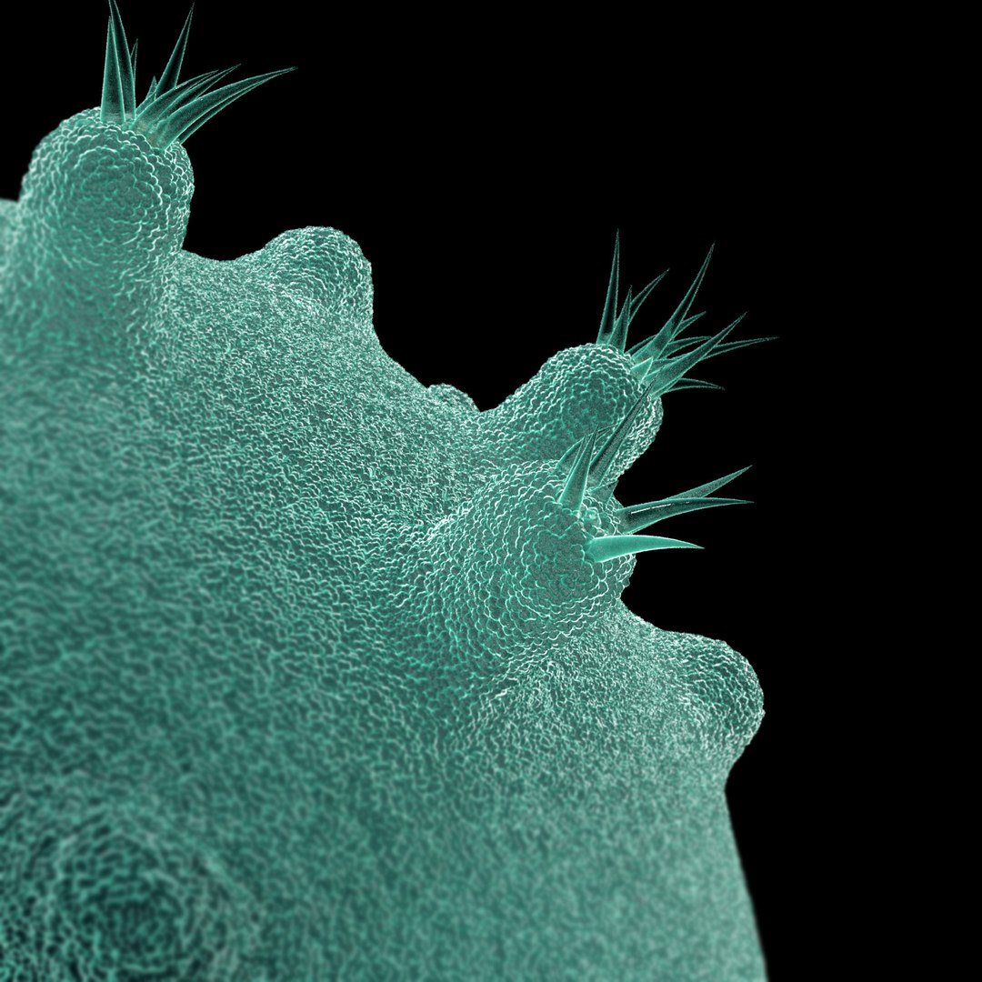 microbes bacteria cells 3D model https://p.turbosquid.com/ts-thumb/Ip/cQJPTe/N7PkVBv5/chlamydiachlamydiatrachomatis_03/jpg/1601716479/1920x1080/fit_q87/b927b69fb5962e8ab66877f94f87973bb93bc86f/chlamydiachlamydiatrachomatis_03.jpg