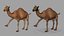 Camel Rigged
