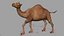 Camel Rigged