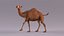 Camel Rigged