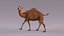 Camel Rigged