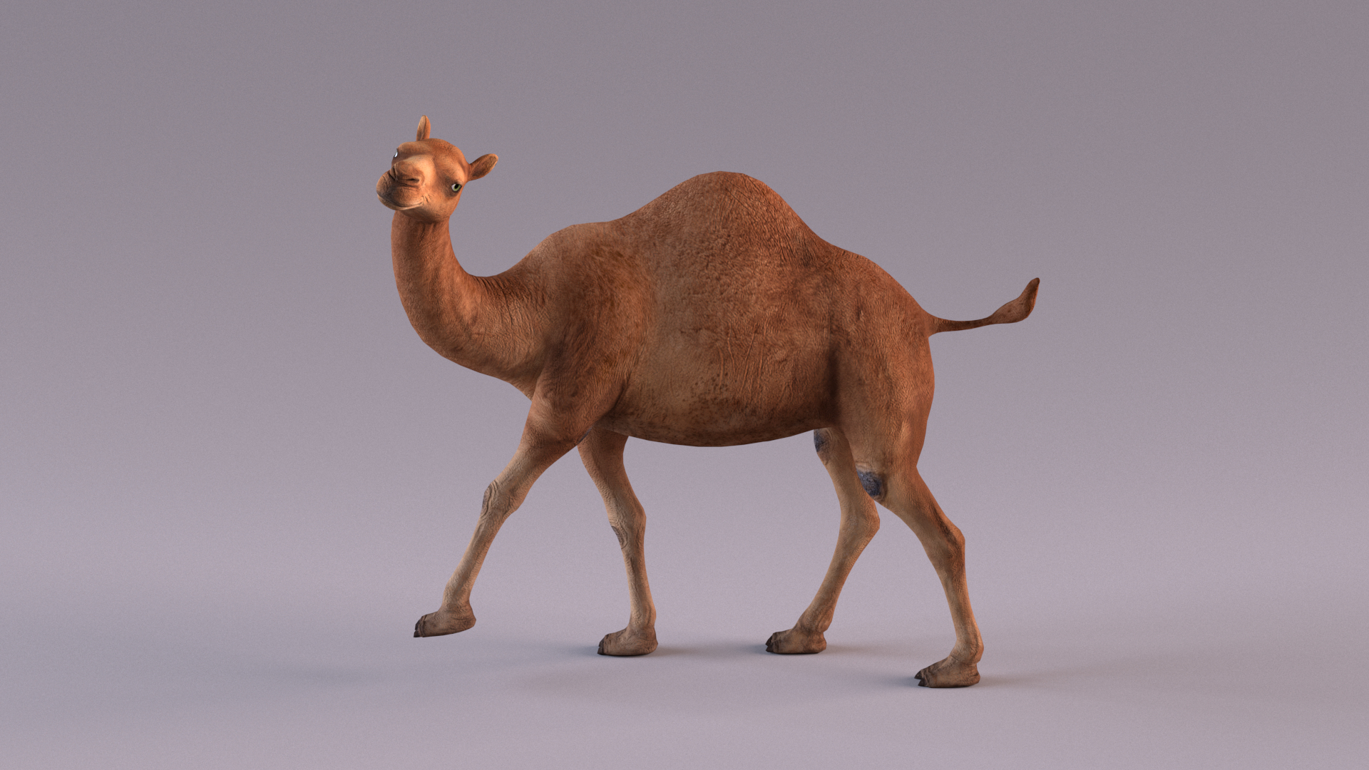 3D Camel Rigged https://p.turbosquid.com/ts-thumb/Ip/eJRPai/cc/camel/png/1730797062/1920x1080/turn_fit_q99/e5cdd015619c1eb30db4765815cd104e3368c1c4/camel-1.jpg