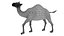 Camel Rigged