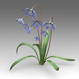 Scilla flower