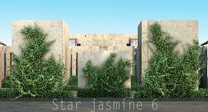 3d star jasmine