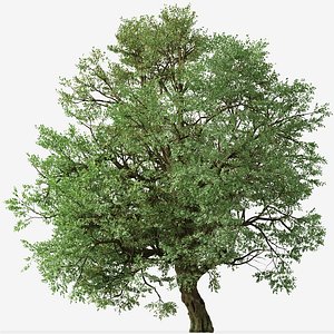 3D Set of Phellodendron amurense or Amur cork Tree model